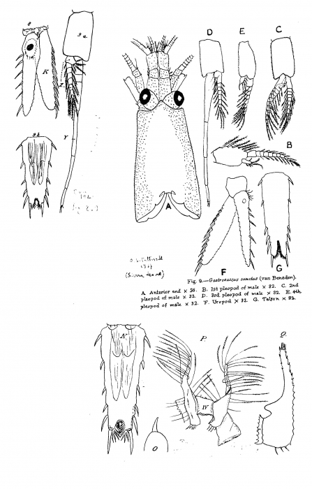 Gastrosaccus sanctus