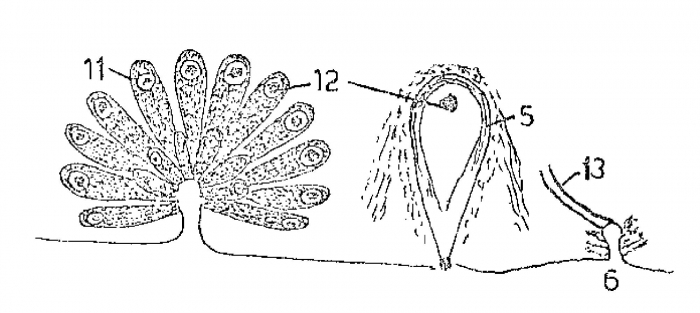 Monocelis durhami Monocelis durhami