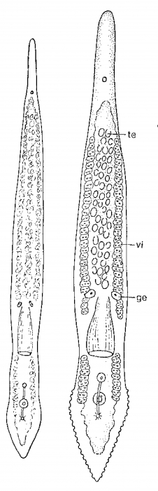 Monocelis galapagoensis Monocelis galapagoensis