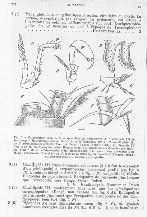 Heteromysis (Heteromysis) formosa