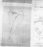 Heteromysis (Heteromysis) formosa