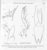 Heteromysis (Heteromysis) formosa