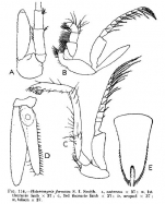 Heteromysis (Heteromysis) formosa