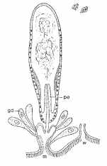 Monocelis galapagoensis