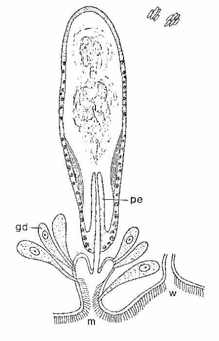 Monocelis galapagoensis Monocelis galapagoensis