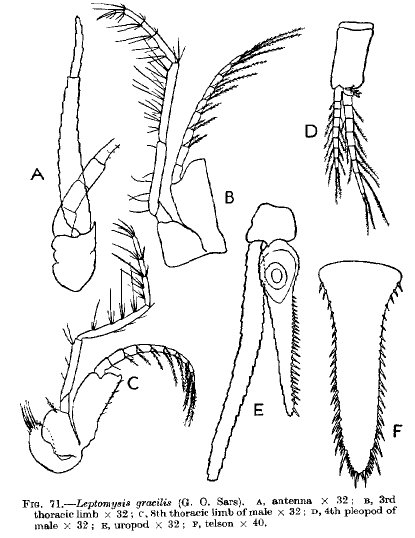 Leptomysis gracilis