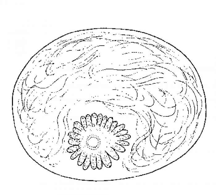 Monocelis galapagoensis Monocelis galapagoensis