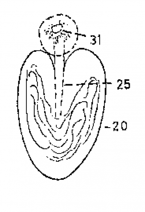 Monocelis hopkinsi Monocelis hopkinsi