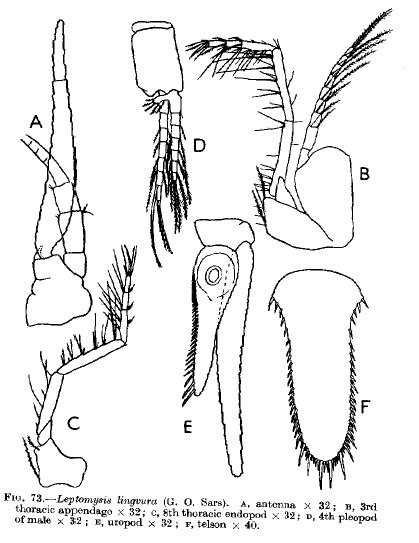 Leptomysis lingvura