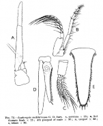 Leptomysis mediterranea