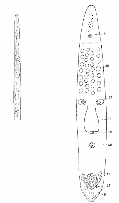 Monocelis hopkinsi Monocelis hopkinsi