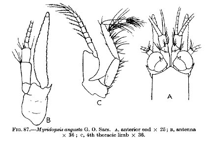 Mysidopsis angusta