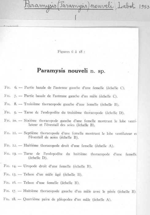 Paramysis (Longidentia) nouveli