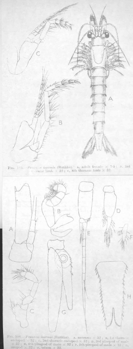 Praunus inermis