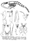 Siriella jaltensis