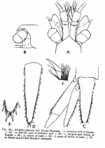 Siriella jaltensis