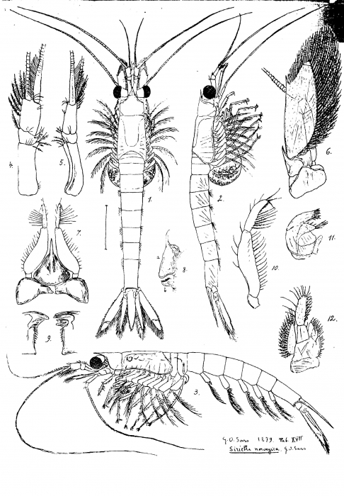 Siriella norvegica