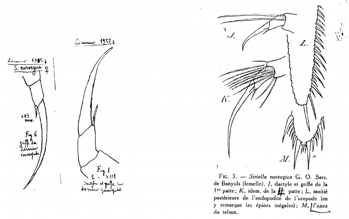 Siriella norvegica