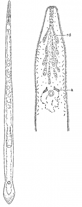 Monocelis oculifera