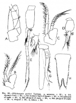 Schistomysis parkeri