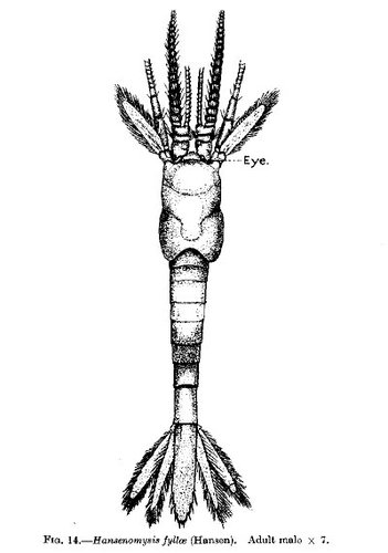 Part: Total dorsal