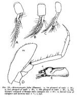 Hansenomysis fyllae