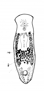 Monocelis pardus