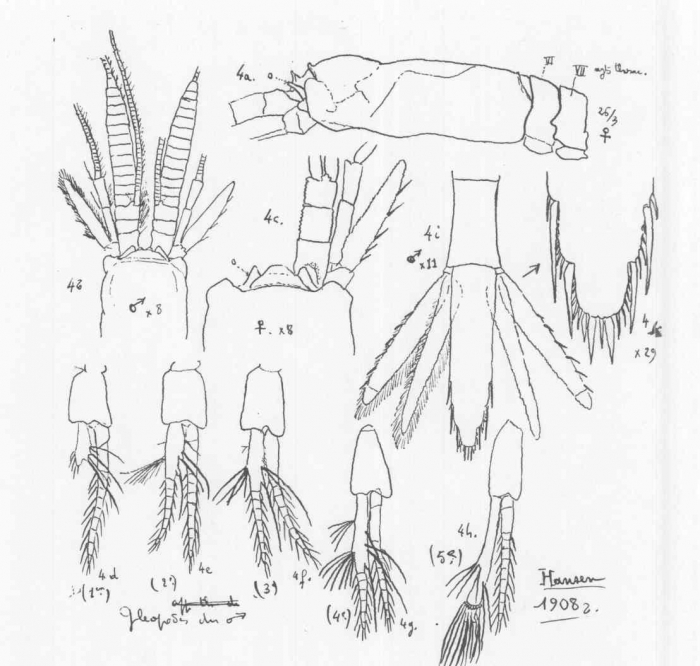 Hansenomysis fyllae