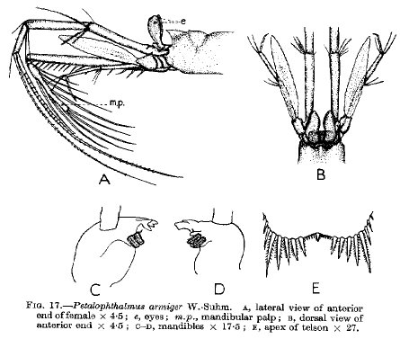 Petalophthalmus armiger