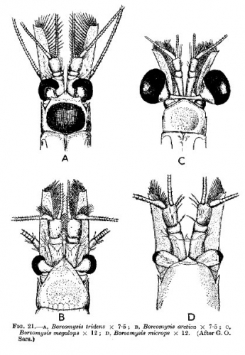 Part: Head dorsal