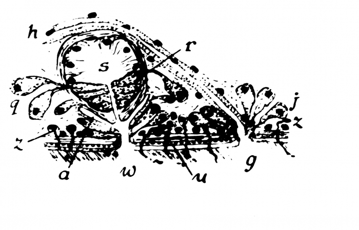Monocelis pardus Monocelis pardus