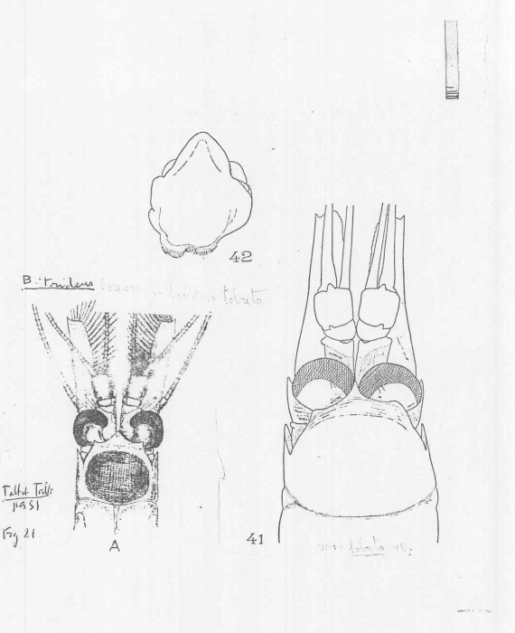 Boreomysis (Boreomysis) tridens