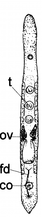 Monocelis parvula Monocelis parvula