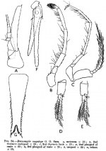 Boreomysis (Petryashovia) megalops