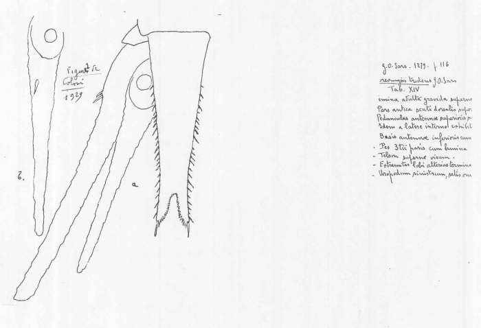 Boreomysis (Petryashovia) megalops