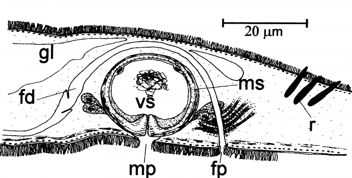 Monocelis parvula Monocelis parvula