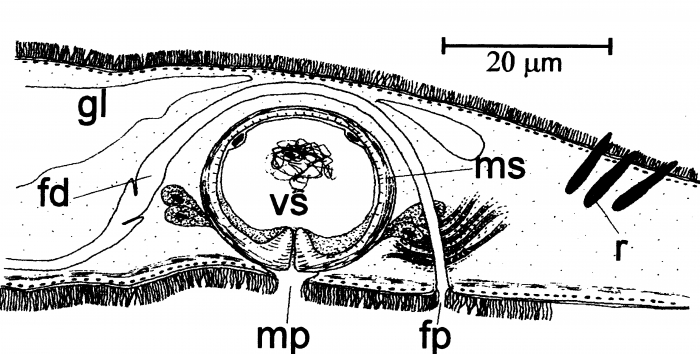 Monocelis parvula