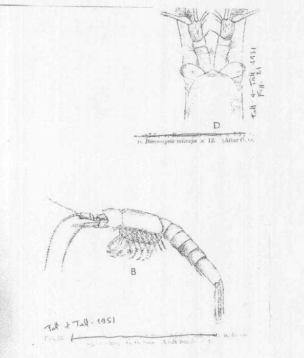 Boreomysis (Boreomysis) microps