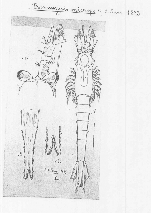 Boreomysis (Boreomysis) microps