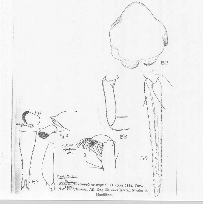 Boreomysis (Boreomysis) microps