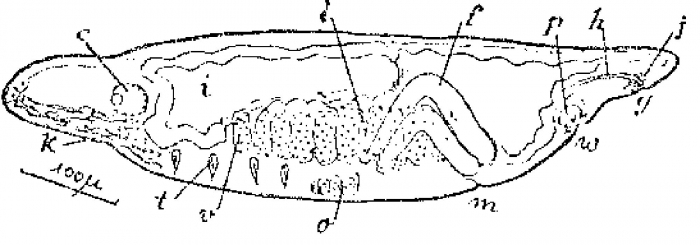 Monocelis psilus