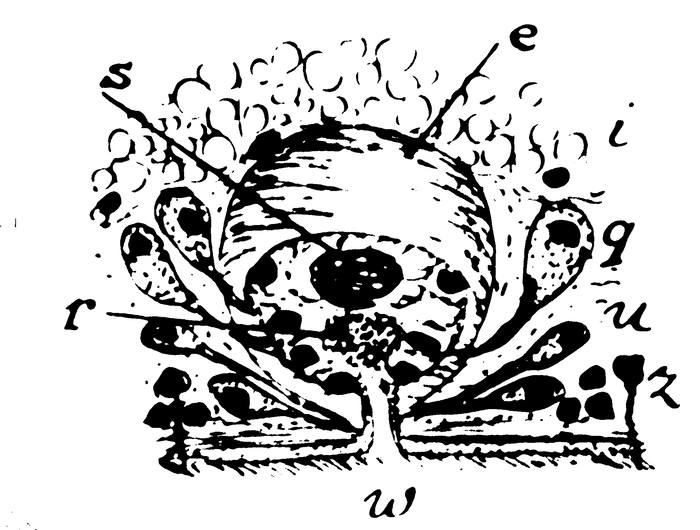 Monocelis psilus Monocelis psilus