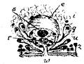 Platyhelminthes (flatworms)