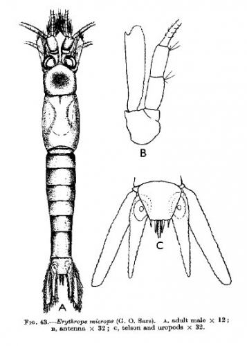 Part: Total dorsal