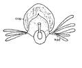 Platyhelminthes (flatworms)