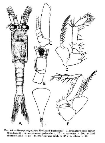 Part: Total dorsal