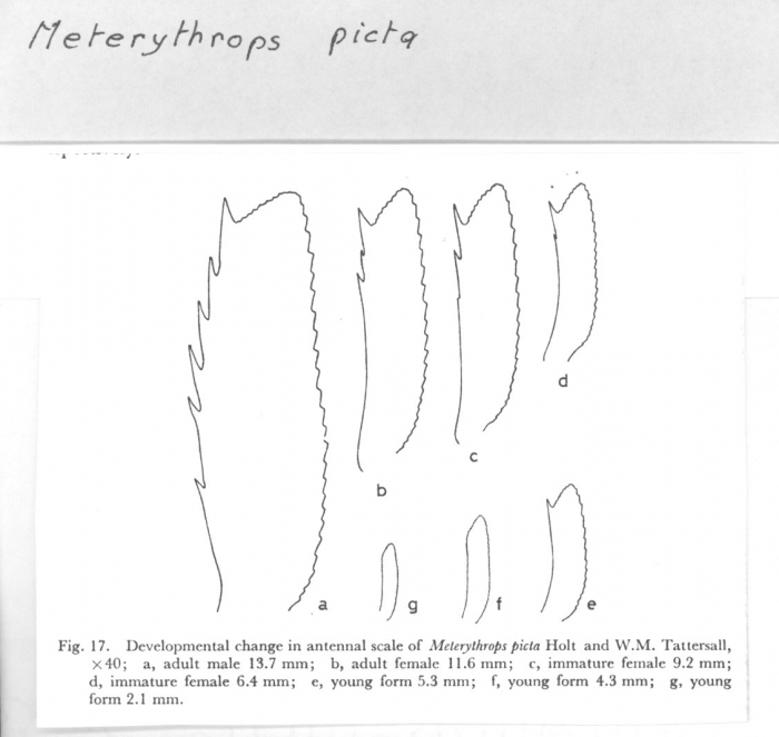 Meterythrops picta