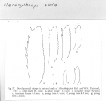 Scan taken from personal notes of H. Nouvel stored at CNRS La Rochelle (France) by Jean Paul Lagardere.