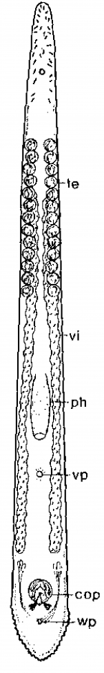 Monocelis spectator