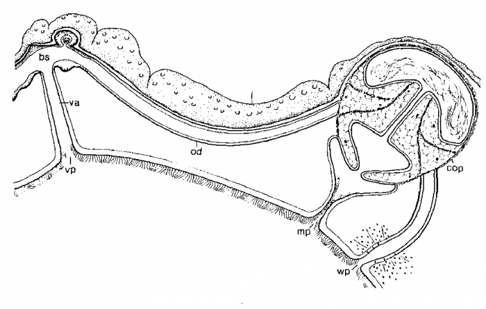 Monocelis spectator